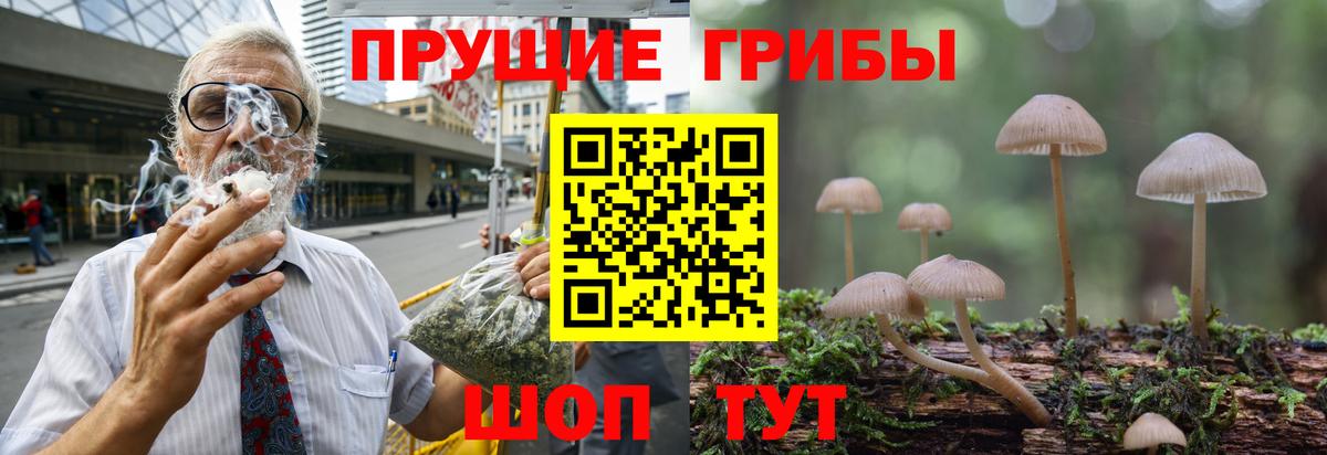 Волоколамск  Псилоцибиновые грибы Psilocybine cubensis  Вход с VPN 